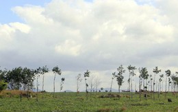 Xé rào chuyển đổi đất rừng: Doanh nghiệp ở Gia Lai “tiền trảm hậu tấu”