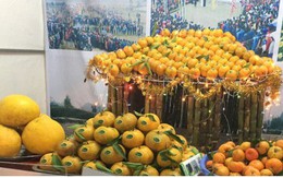 Quýt vàng Bắc Sơn - đặc sản có giá trị kinh tế cho nông dân Lạng Sơn