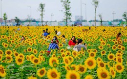 [VIDEO] Nườm nượp đi xem cánh đồng hoa hướng dương ven sông Sài Gòn