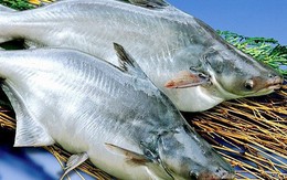 Năm 2019 rủi ro nào đang chờ doanh nghiệp xuất khẩu cá tra?