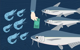 Chuyện ngành thủy sản 2018: Cá tra 'vượt vũ môn', tôm 'vùng vẫy'