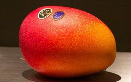 Giờ đến trái cây cũng làm "hàng hiệu", một quả xoài có giá hơn 6 triệu và có một nơi bán toàn hàng hiệu như vậy