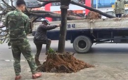 Kỳ lạ hàng cây trồng dưới lòng đường, 'bẫy' xe ở Quảng Ninh