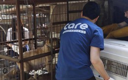 Cứu chó từ lò mổ nhưng lại giết chó để lấy tiền tài trợ, nhóm bảo vệ động vật nổi danh Hàn Quốc đang khiến dư luận phẫn nộ