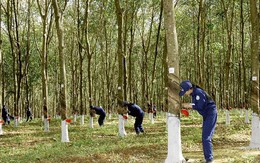 Tập đoàn cao su (GVR): Chỉ duy trì mảng cao su, ngược lại đẩy mạnh sáp nhập mảng gỗ và phát triển làm khu công nghiệp, tiếp tục hoàn thiện thủ tục niêm yết HoSE