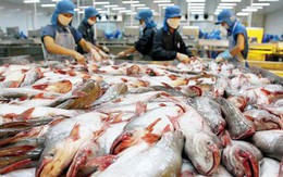 Mỹ dẫn đầu về tiêu thụ cá tra của Việt Nam