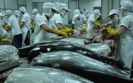 Xuất khẩu cá ngừ vượt mốc 500 triệu USD trong năm 2018