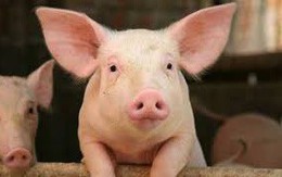 Dự báo giá thịt lợn hơi tiếp tục tăng từ nay cho đến Tết