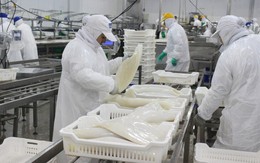 Hàn Quốc dẫn đầu thị trường tiêu thụ mực, bạch tuộc của Việt Nam