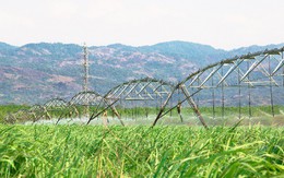 SBT hoàn thành thủ tục chi trả cổ tức bằng tiền, tiếp tục chi trả cổ tức bằng cổ phiếu