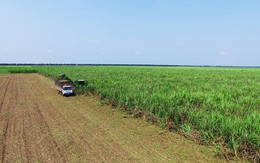 SBT tăng cường hỗ trợ người nông dân, tiếp tục duy trì vị thế trong rổ VN30