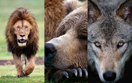 Nhịp sinh học của bạn thuộc nhóm "gấu, sư tử, sói hay cá heo"? Biết được câu trả lời sẽ giúp hiệu quả lao động tăng đáng ngạc nhiên