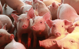 Sử dụng chất cấm trong chăn nuôi, Bộ Nông nghiệp đề xuất phạt nặng tối đa 200 triệu đồng