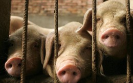 Giá thịt lợn tăng gần 70% ở Trung Quốc