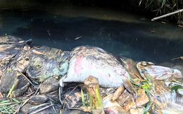 Nhân chứng kể việc phát hiện dầu thải đổ trộm xuống suối đầu nguồn nhà máy nước sông Đà