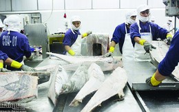 Xuất khẩu cá ngừ sang EU vẫn gặp khó