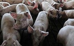 Nguy cơ lây lan dịch tả lợn châu Phi đến các trang trại chăn nuôi lớn