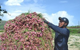 Lý Sơn được mùa hành nhưng giá lại giảm mạnh