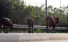 Đàn bò trên đại lộ Thăng Long uy hiếp an toàn giao thông