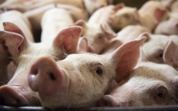 Trung Quốc dự trữ thịt lợn từ bao giờ? Thịt lợn dự trữ có vị như thế nào?