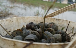 Hà Tĩnh: Thương lái thu mua hàng chục tấn ốc bươu vàng