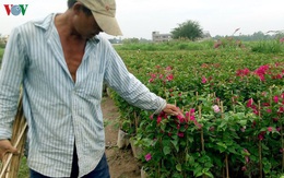 Nông dân Trà Vinh chuẩn bị hơn 300.000 chậu hoa phục vụ Tết