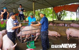Giá lợn hơi lập đỉnh 78.000 đồng/kg, giá bán lẻ đắt kỷ lục 150.000 đồng/kg