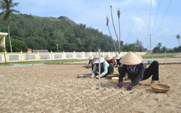 Nguy cơ thiếu nước vụ tỏi đông xuân ở huyện đảo Lý Sơn