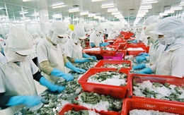 Xuất khẩu tôm Việt Nam sang Mỹ dự kiến tăng khoảng 5% trong quý cuối năm 2019