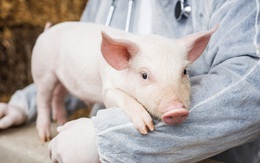 Toàn bộ nguồn cung thịt lợn của cả thế giới cũng không thể bù đắp cho nhu cầu sử dụng quá lớn ở Trung Quốc!