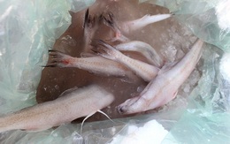 Quảng Ninh: Bắt và tiêu hủy hơn 1,2 tấn cá khoai nhập lậu
