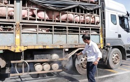Ngăn chặn tình trạng buôn lợn qua biên giới Việt - Lào
