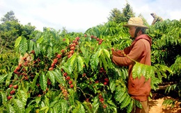 Cà phê chín rộ, nông dân Tây Nguyên hối hả thu hoạch