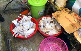 Phát hiện hàng trăm kg nguyên liệu thực phẩm không rõ nguồn gốc tại Sơn La