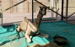 Khám phá bệnh viện 10 triệu USD cho lạc đà ở Dubai