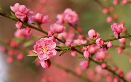 EIB tăng kịch trần trong phiên review VFMVN30 ETF, Vn-Index khép lại năm Mậu Tuất tại 908,67 điểm