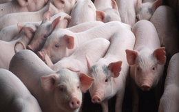 Nhu cầu tăng cao, giá thịt lợn hơi tiếp tục tăng