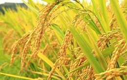 Lúa gạo xuống giá, Thủ tướng yêu cầu mua sớm 200.000 tấn gạo dự trữ