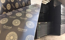 TLD chiếm lĩnh thị trường ván ép trong nước, mở rộng thị trường quốc tế