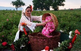 Ngành “công nghiệp hoa hồng” Bulgaria thu hút nhà đầu tư trên toàn thế giới