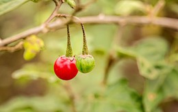 Thâm nhập thực tế khu trồng dược liệu cà gai leo tại huyện Mỹ Đức – Hà Nội