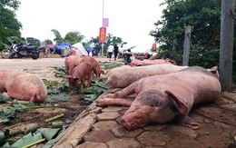 Xuất hiện dịch tả lợn châu Phi tại Thanh Hóa