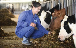 6 thập kỷ từ “người tiên phong” đến “chuyên gia bò sữa” của Mộc Châu Milk