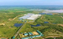 Giữa tình trạng bùng phát dịch tả lợn châu Phi, thương hiệu thịt sạch G ra đời và bài toán dài hạn của GreenFeed