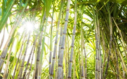 SBT: quý I niên độ 2019-2020, tiền mặt gần 1.180 tỷ đồng, doanh thu thuần tăng hơn 26% cùng kỳ