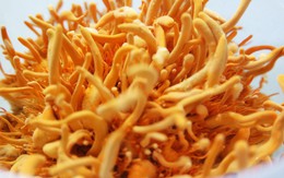 Đông trùng hạ thảo và ma trận “vàng mềm”