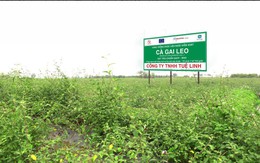 Cà gai leo Tuệ Linh trong cuộc chiến dược liệu sạch – bẩn tại nước ta