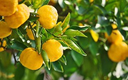 Đi tìm hương vị Hàn Quốc qua menu đồ uống từ trái Yuza giữa lòng Hà Nội