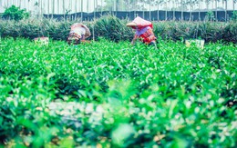 Cầu kỳ và khác biệt như trà Presotea