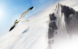 Nhờ đâu mà chim Hải Âu có thể trở thành cảm hứng cho một thương hiệu?